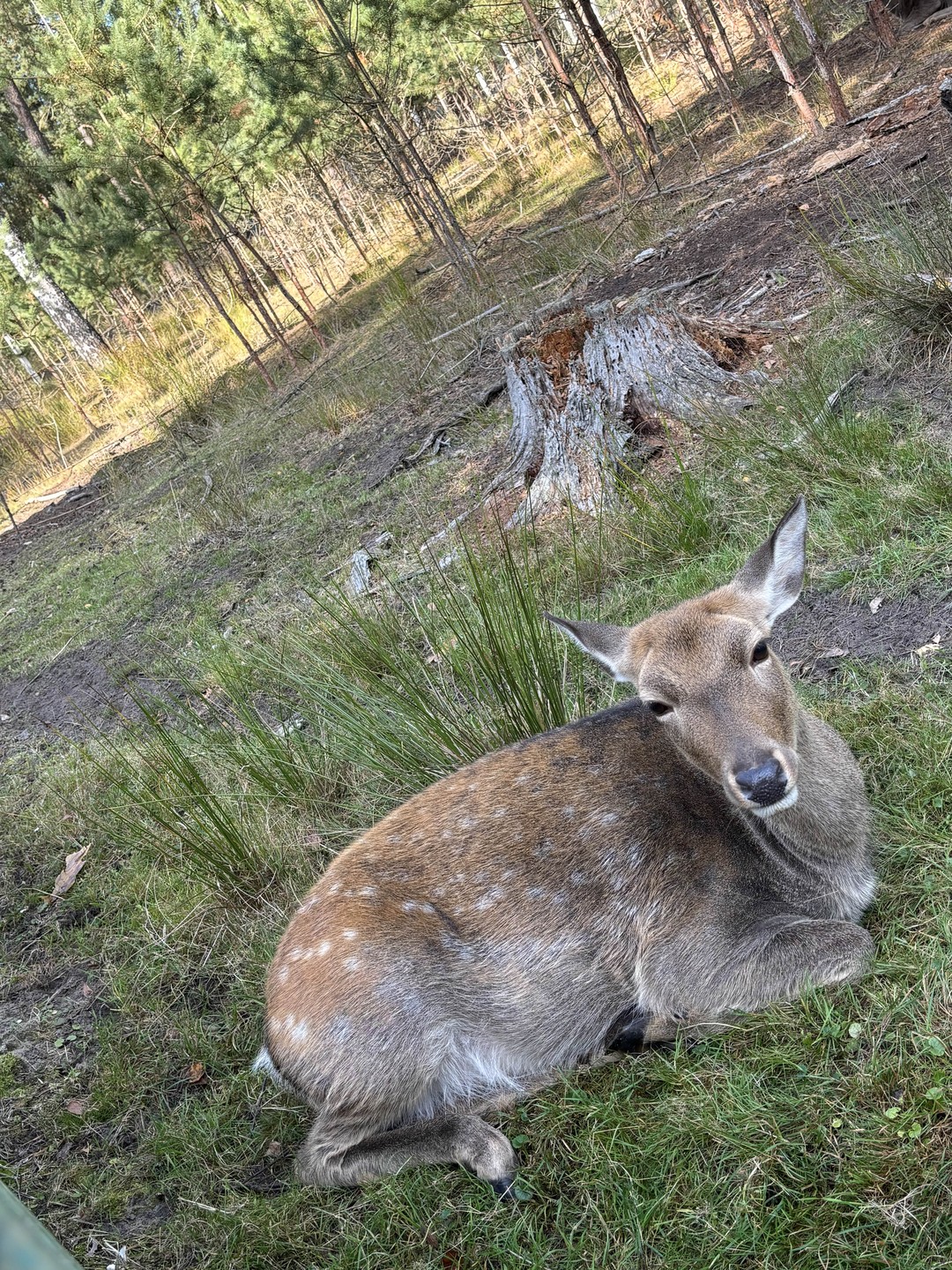 Групповая экскурсия в Брест и Беловежскую пущу (Альбина)