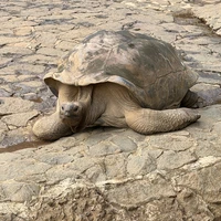 Фото отзыва 2: экскурсия "Мистический юг и сердце Маврикия"