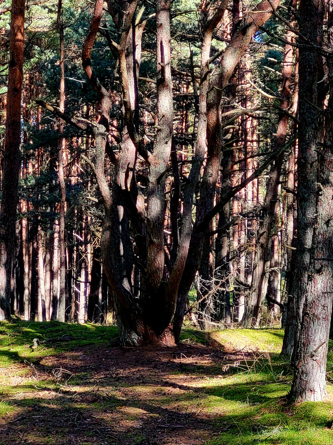 Очень рекомендуем экскурсию по Куршской косе "Пески времени" и гида! Вречатления получили незабываемые и от природных