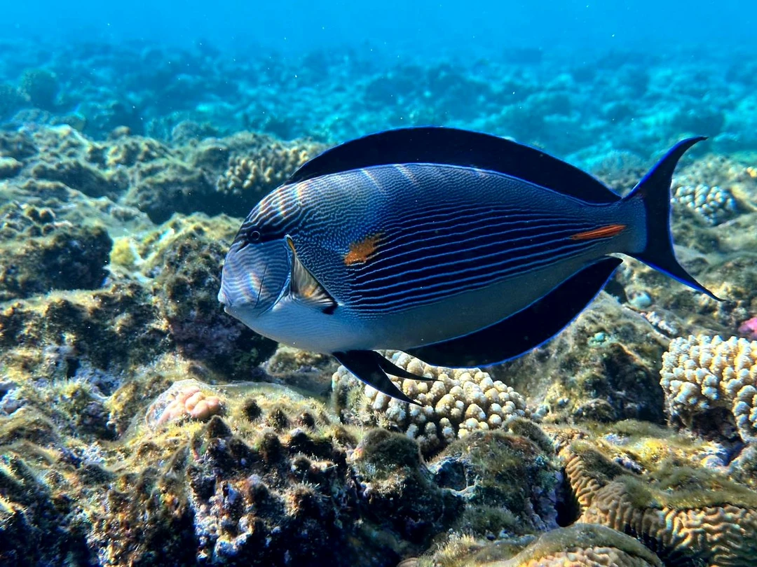 Замечательно провели время в компании с Анастасией и Лоаем. Один из самых красивых и богатых рифов