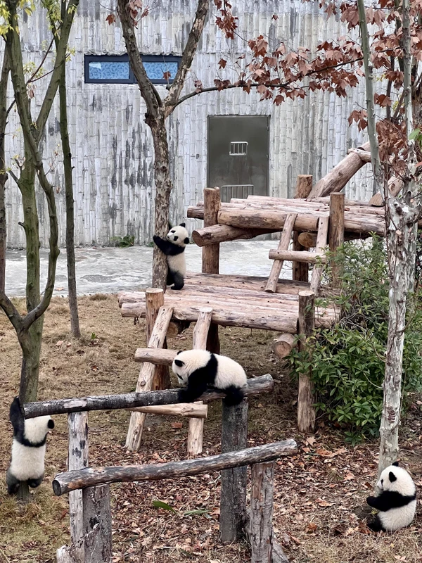 Из аэропорта или вокзала Чэнду в питомник больших панд (билеты включены)