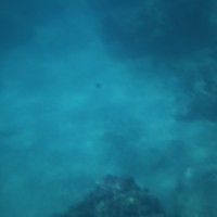 Фото отзыва 1: экскурсия "Снорклинг в Нячанге"