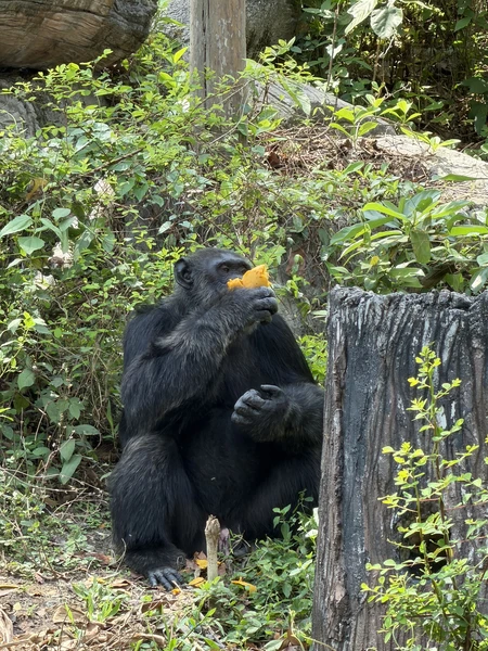 гид Виктор - просто пушка! знает языки всех животных 😂 поболтали со всеми животными и покормили. От плавающего слона - в полном шоке до сих пор)