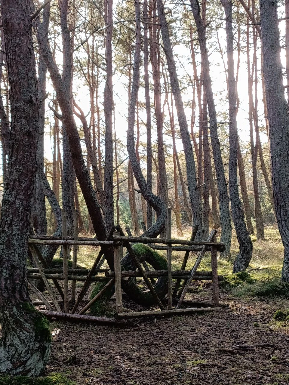 Куршская коса из Зеленоградска (Надежда)