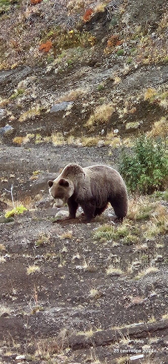Первый раз в жизни побывали на Камчатке. Выбрали экскурсию на Дачные источники и не пожалели. Отличный