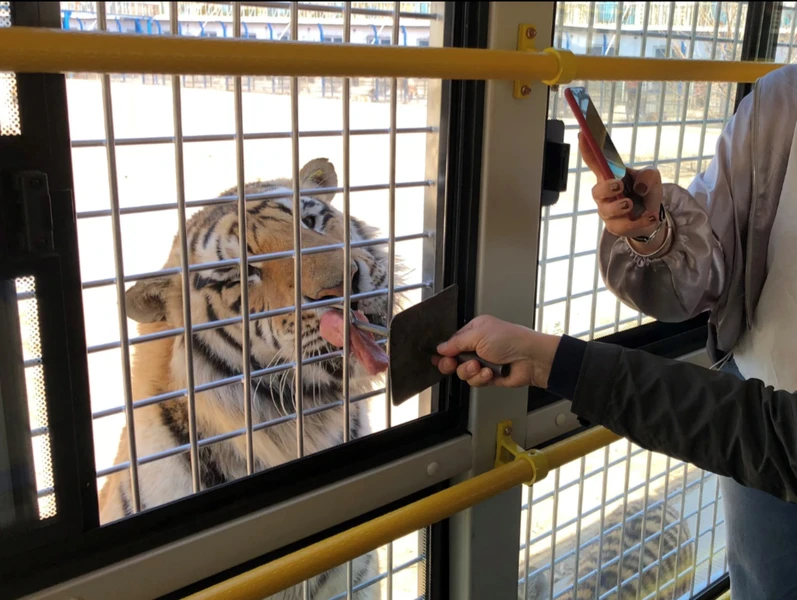 Парк сибирских тигров в Харбине: входной билет + сафари