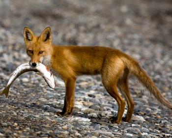 Бухта Врангеля: пешие прогулки, наблюдение за китами