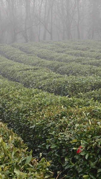 Неожиданно и спонтанно решили познакомиться с Сочи и окрестностями. Погода была не совсем экскурсионная шел сильный