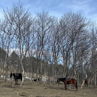 Фото отзыва 2: экскурсия "Групповая конная прогулка и мастер-класс по седланию лошади"
