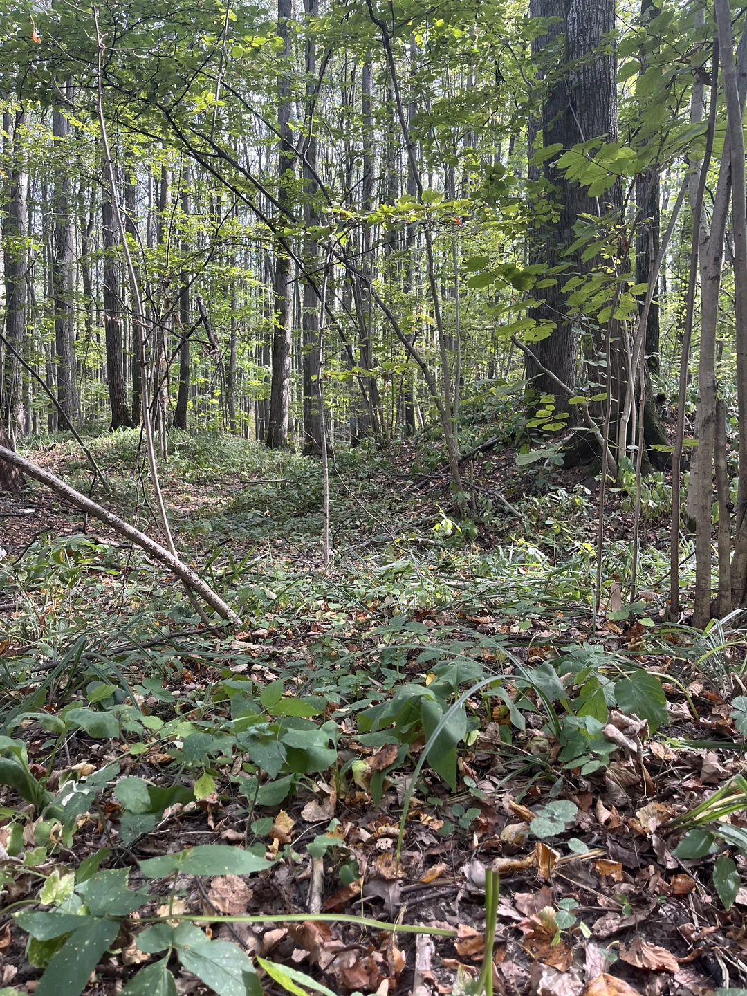 Великолепная подача материала: интересно и полезно. Берегиня с большим энтузиазмом/заботой подошла к работе, не к чему