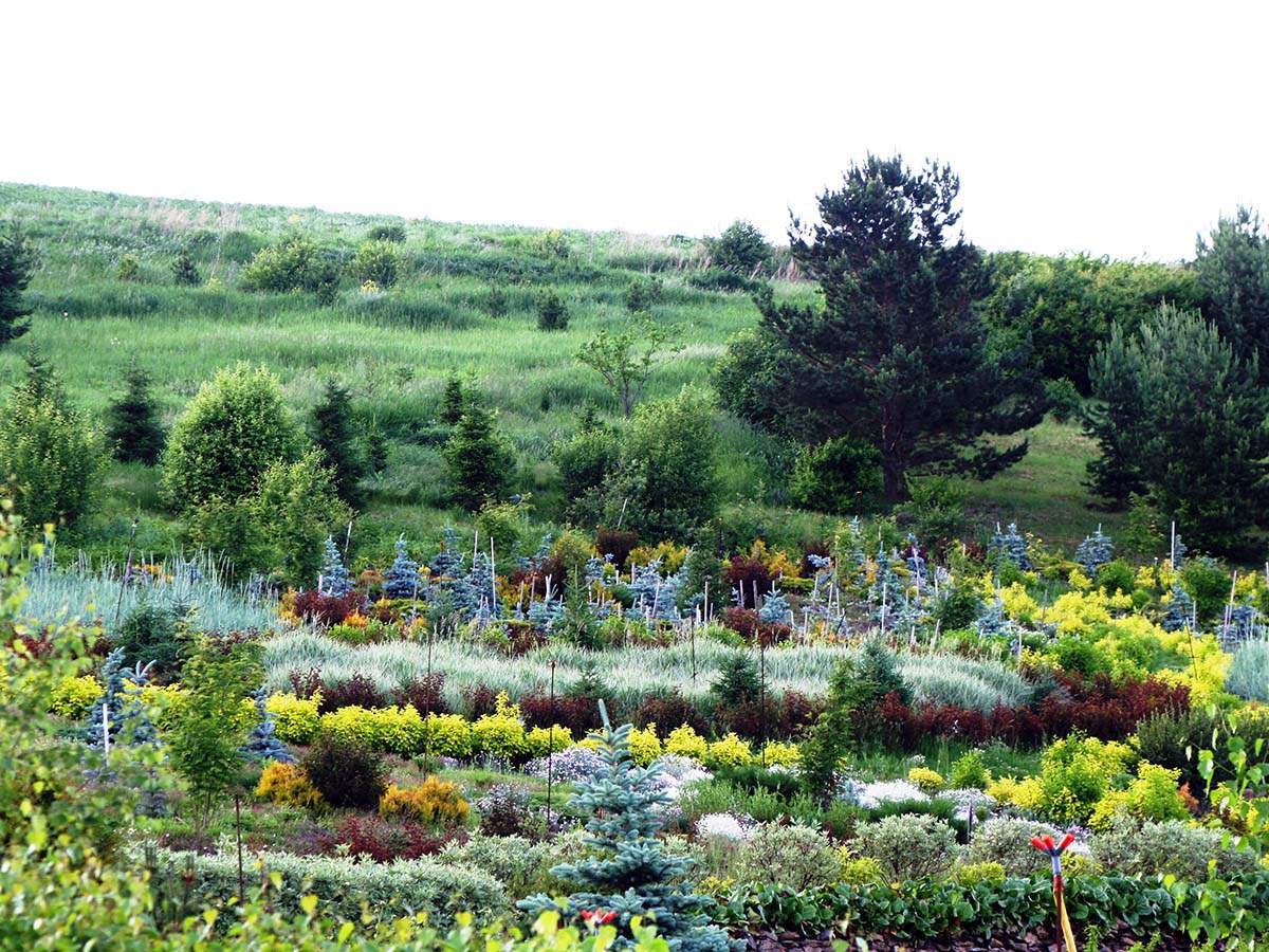 Фото Сказка Алтайского Холмогорья