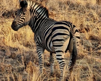 Прибытие, нацпарк «Пиланесберг», сафари на закате