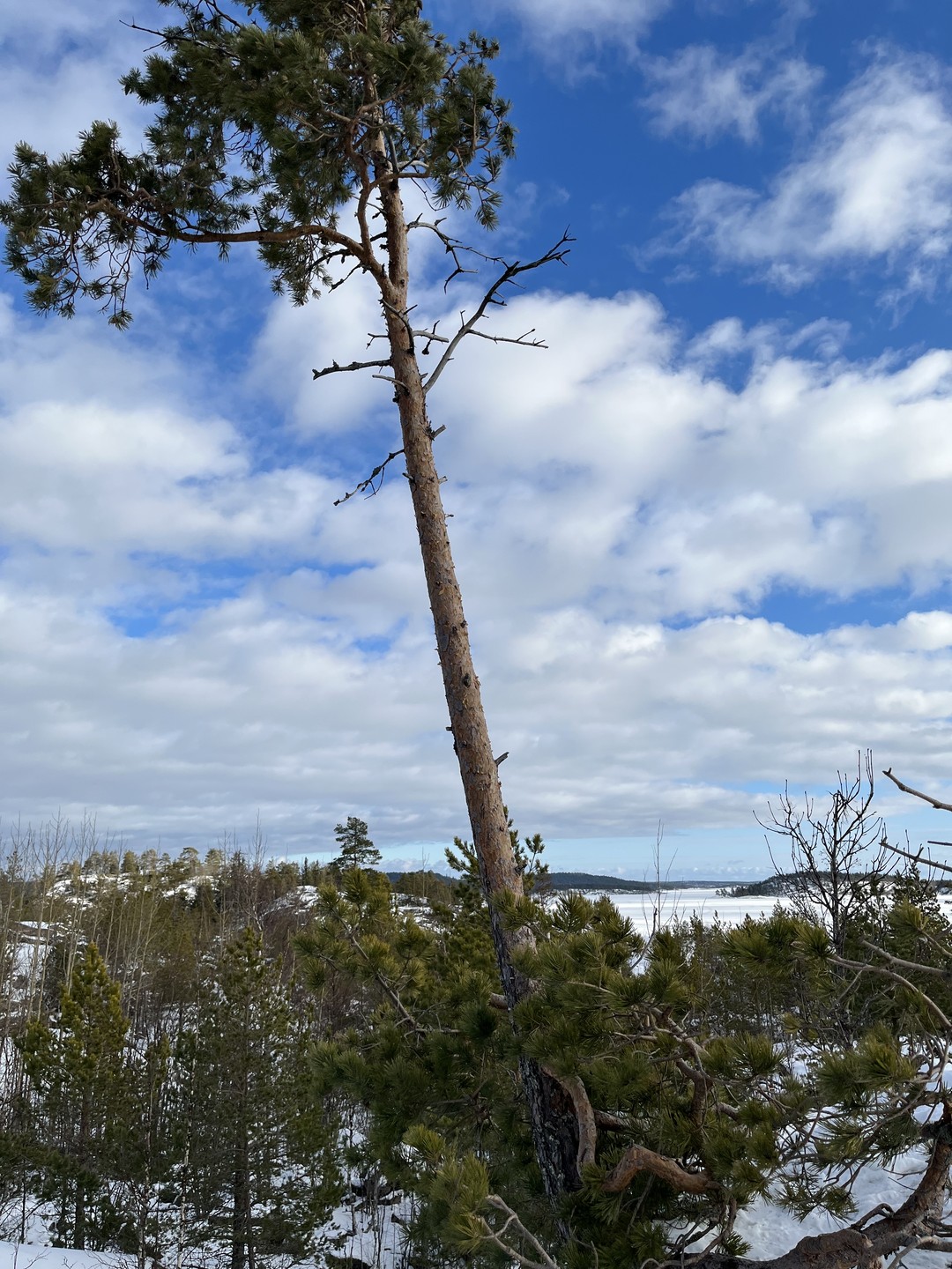 Зимняя Ладога на аэролодке (Екатерина)