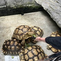 Фото отзыва 2: экскурсия "Лучшее на Пхукете за 1 день"