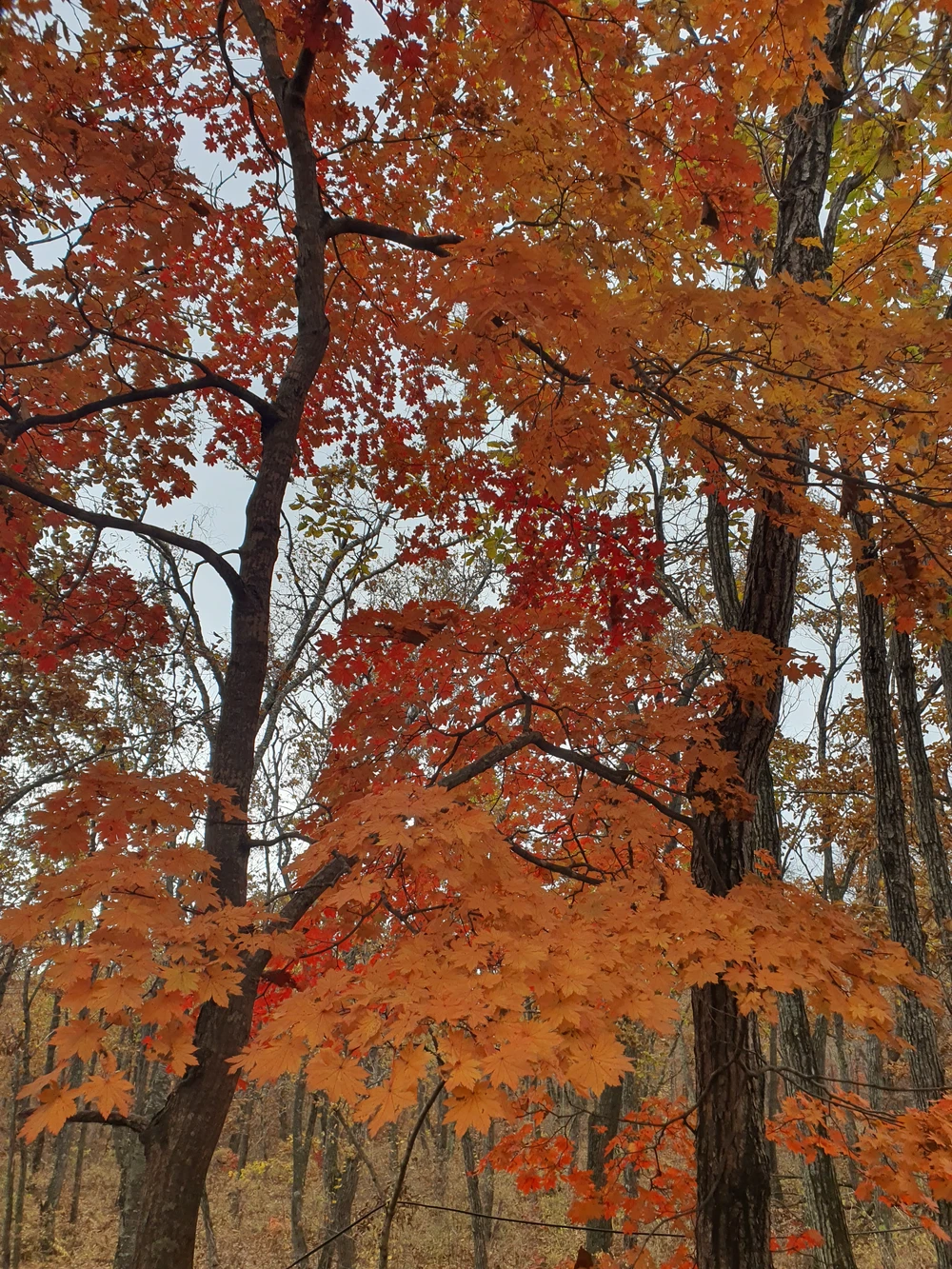 Скала Роза ветров и ботанический сад во Владивостоке (9/9)
