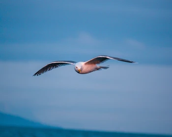 Возвращение в Николаевск-на-Амуре
