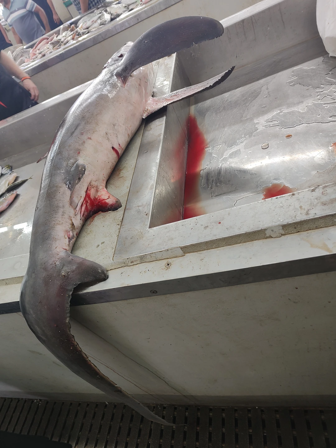 Обзорная экскурсия по Маскат у стала жемчужиной моего отдыха в Омане. Комфортабельный Мерседес возил нашу группу