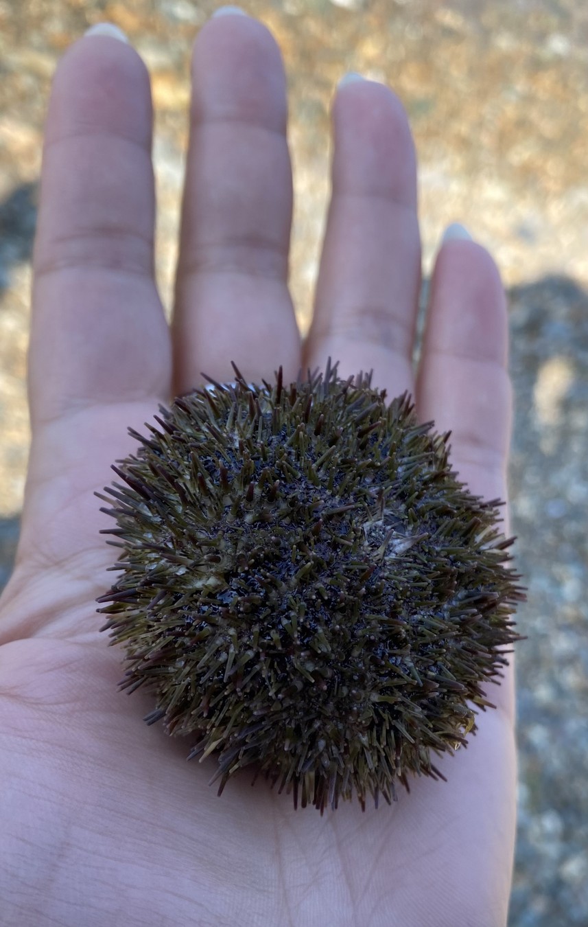 На краю материка: Владивосток и остров Русский + мобильная фотосессия (16/17)