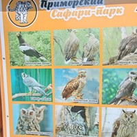 Фото отзыва 1: экскурсия "Сафари-парк и три бухты: Муравьиная, Шамора и Стеклянная (в мини-группе)"