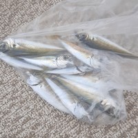 Фото отзыва 4: экскурсия "Морская рыбалка с капитаном Марией в Адлере"