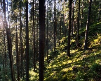 Лосевские пороги, крепость Корела, заброшенная кирха, парк «Долина водопадов», отдых в глэмпинге