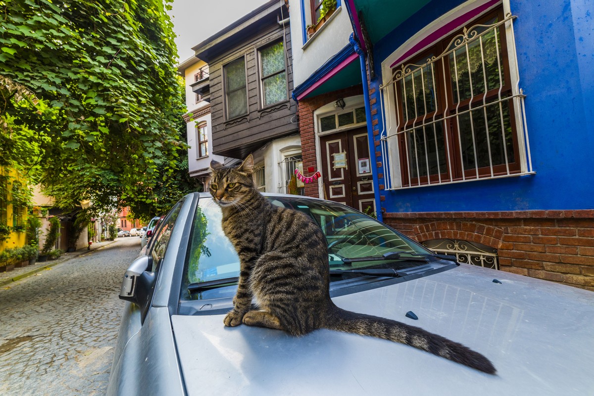 Красочный Стамбул (2/11)