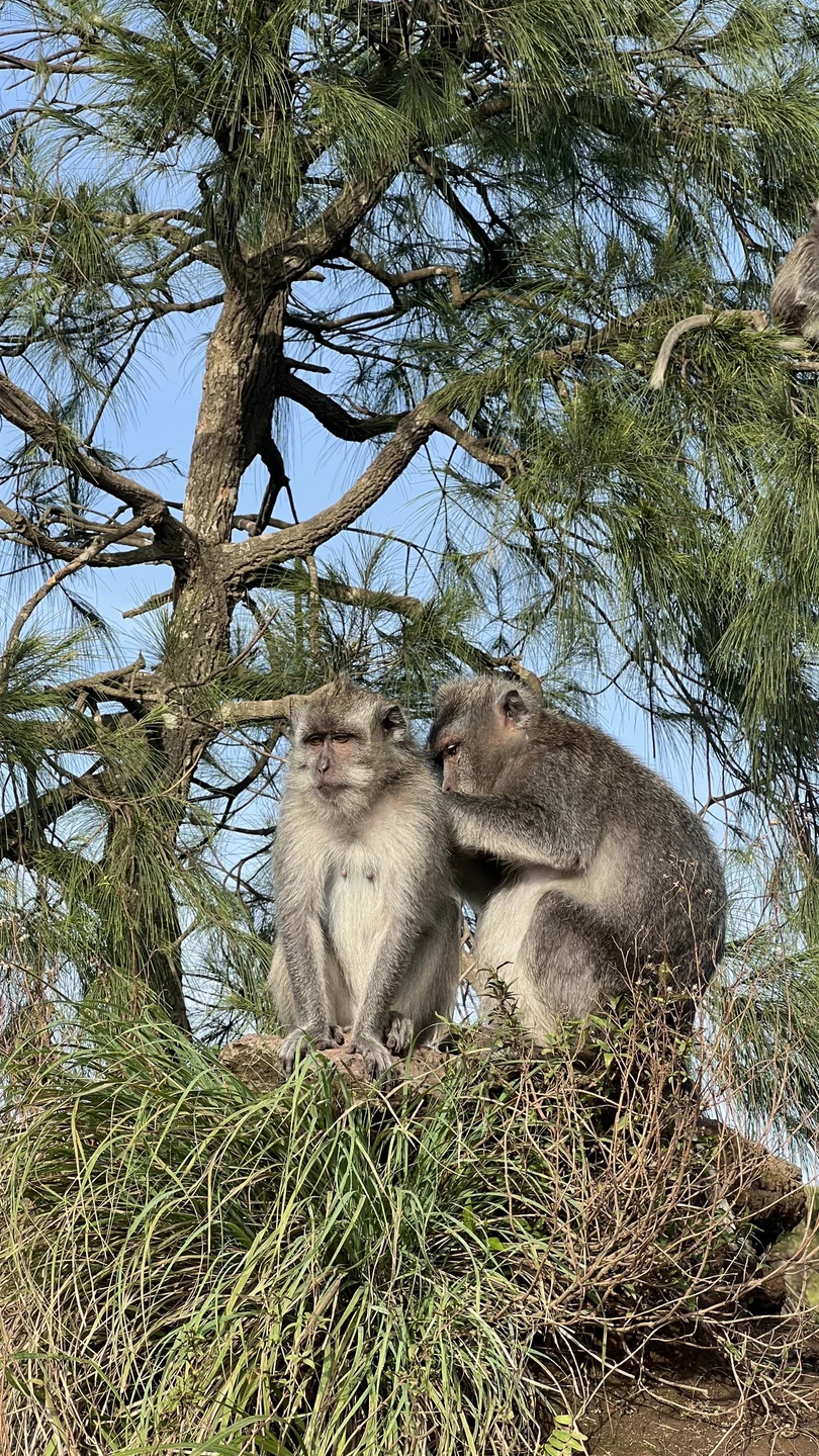 Восхождение на вулкан Батур это конечно незабываемый маршрут, но оно того стоит. Главное прошу обратить внимание