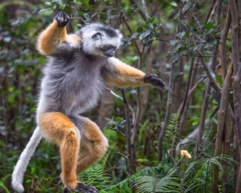 Лемуры нацпарка "Перинет", парка Вакона и заповедника "Пальмариум"