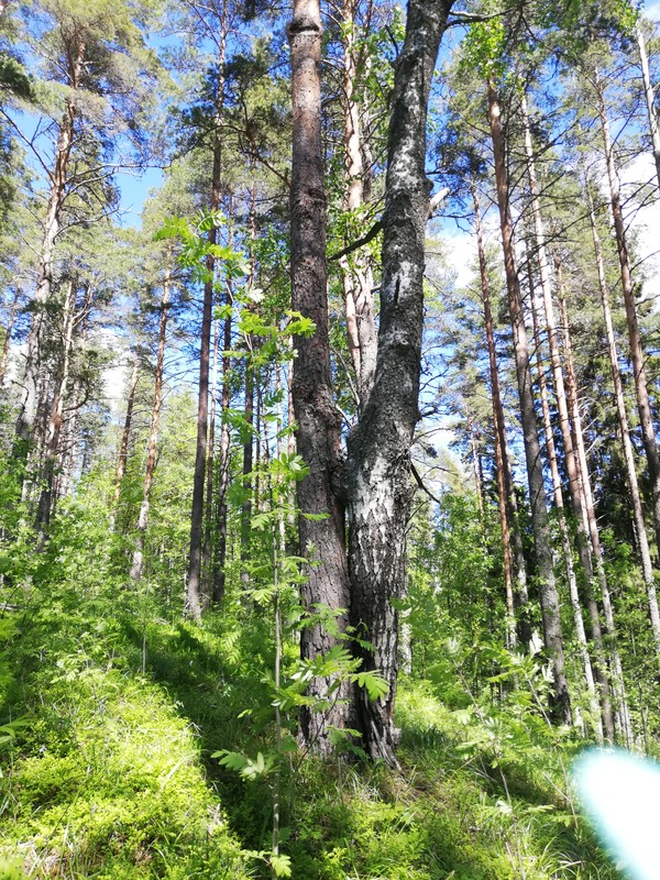 Гора-риф: исцеляющее путешествие из Сортавалы