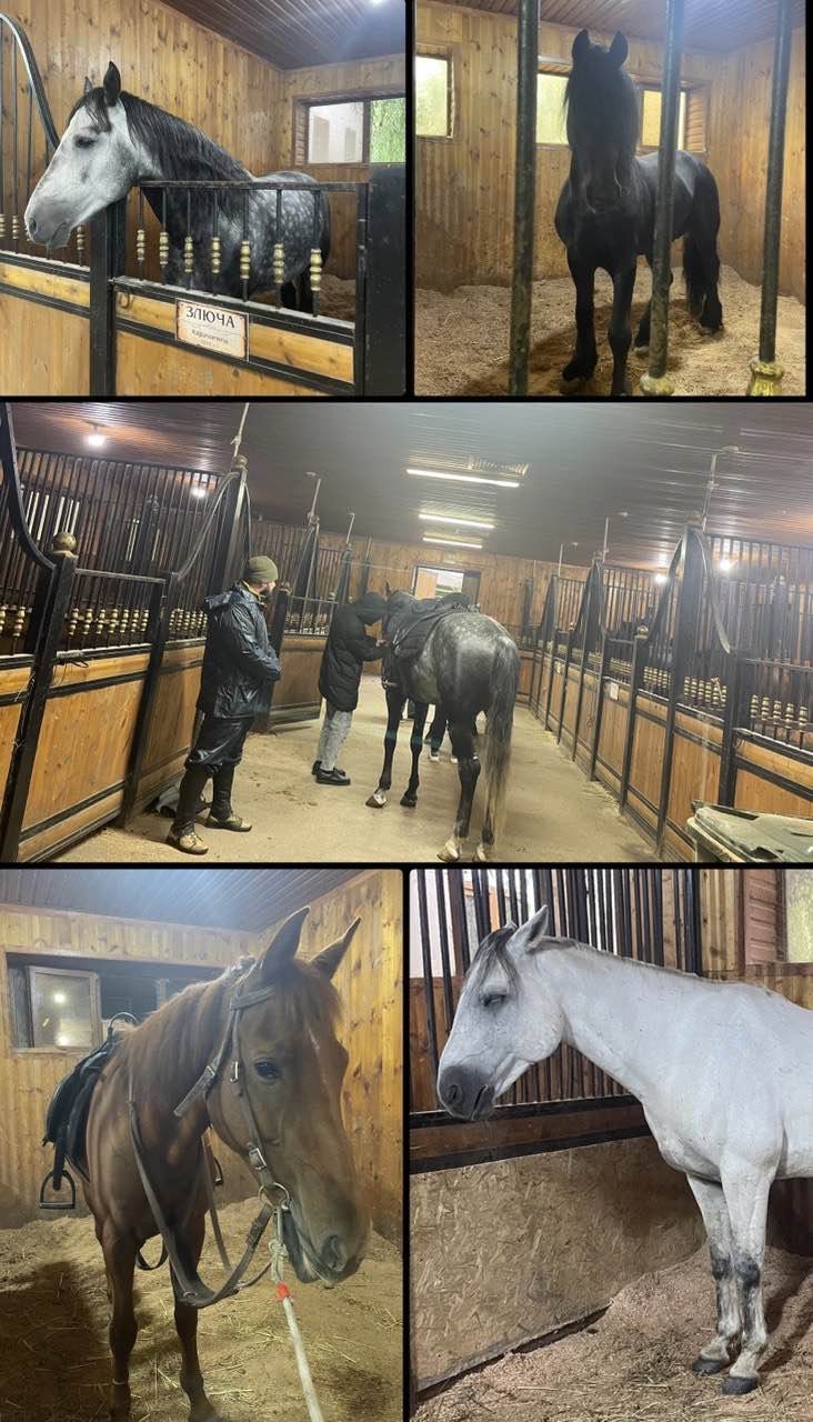 Это было прекрасно!!! Мое желание покататься на прекрасных лошадях в Грозном было исполнено на все 200%. И никакой дождь не стал преградой