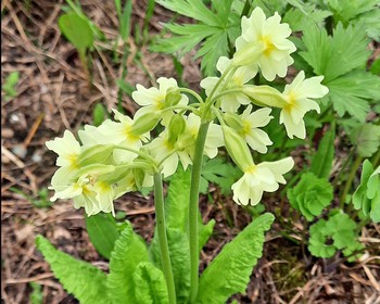 Панорамы на Ергаки с Ойского перевала