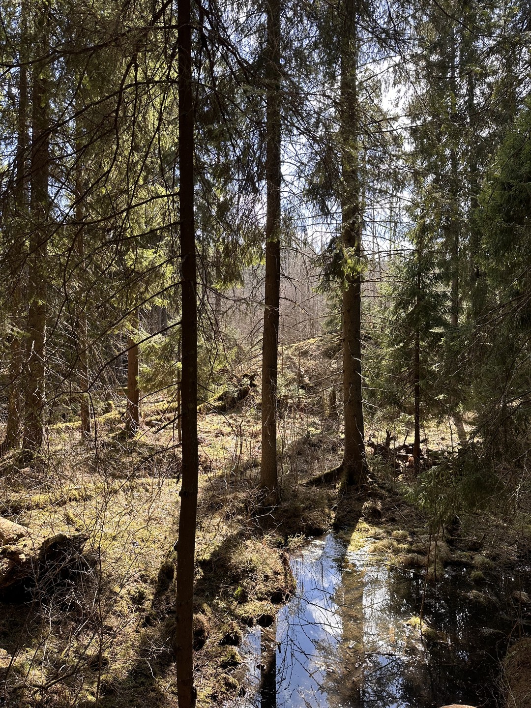 В Карелию и Рускеалу на день из Петербурга (Ирина)
