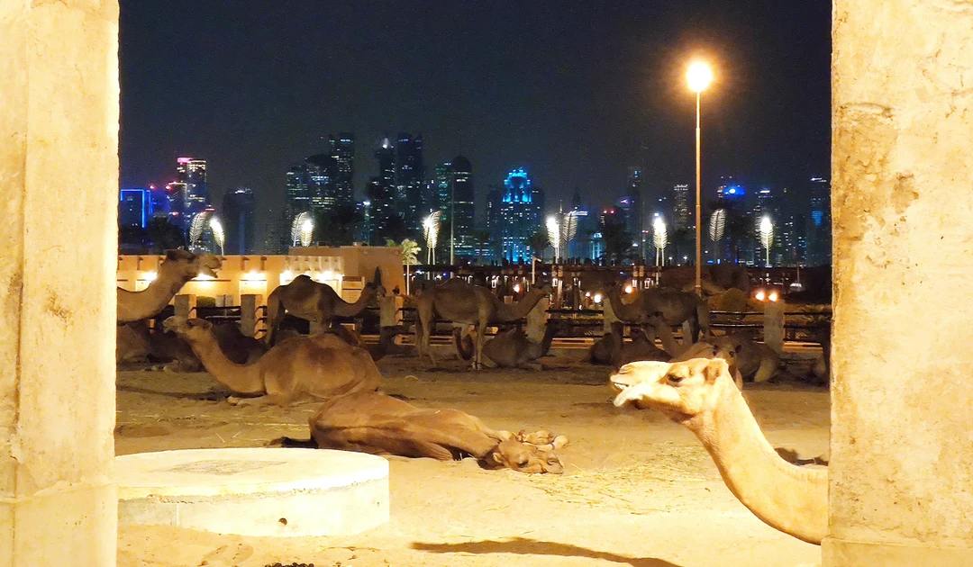 У нашей группы (20+ человек) была длительная ночная пересадка в Дохе. Искали разные варианты. Уже стало