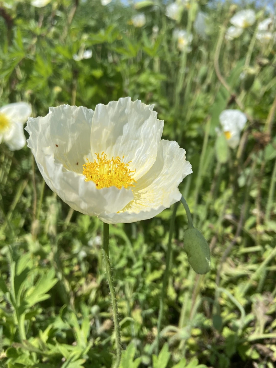 На остров Шкота - с фотографом (Марагрита)