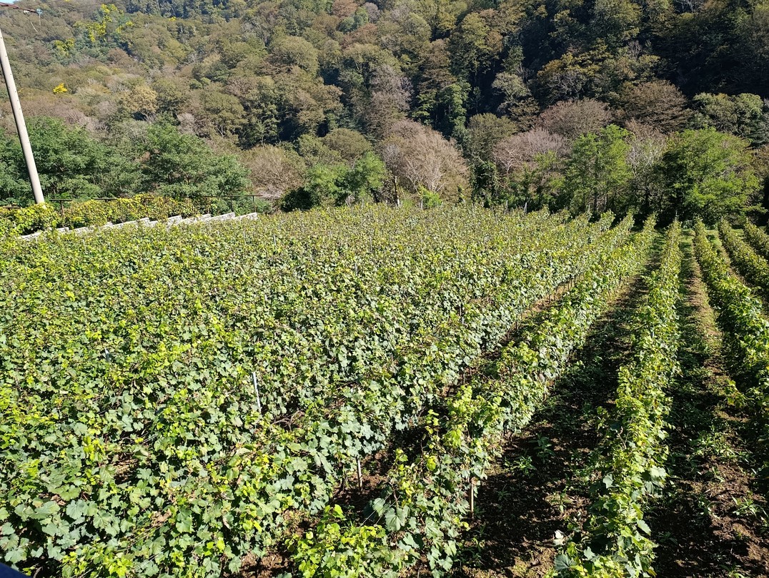 Незабываемое путешествие по Абхазии (Александра)