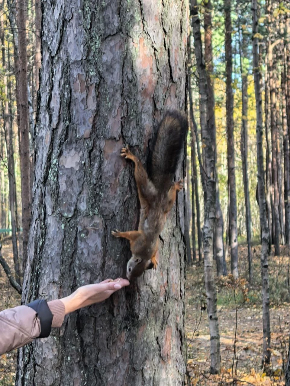 Отличная организация экскурсий, машина, маршрут, остановки в интересных местах и подача информации. Видно, что Ольга любит