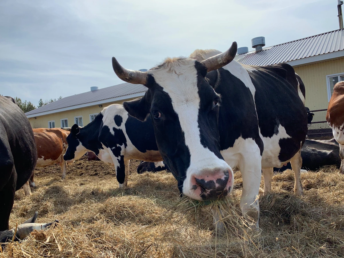 В гости к уральским бурёнкам — из Екатеринбурга