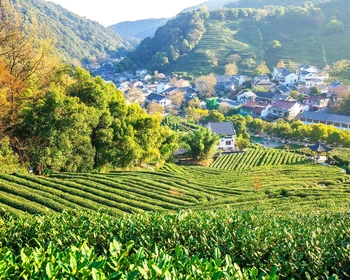 Лунцзин, Мэйцзяу, чайная дегустация