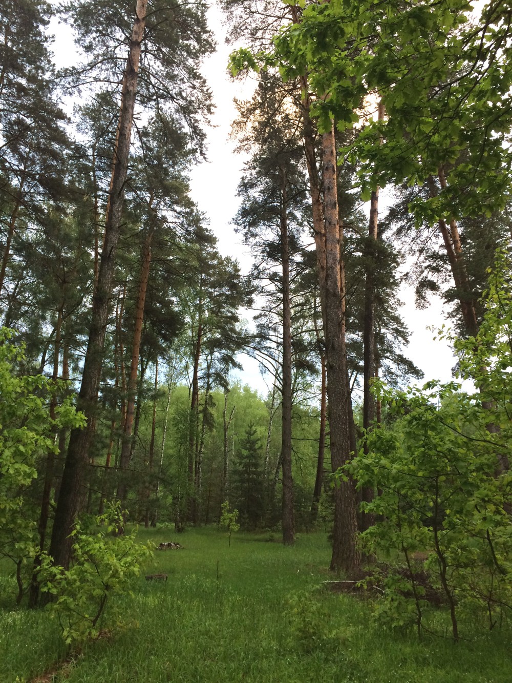 Перезагрузка в Южном Подмосковье: прогулка по берегу Оки (6/32)