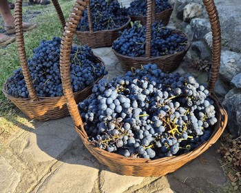 Винный край - Кахетия