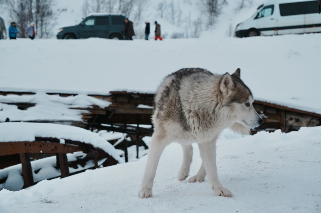So much fun in Teriberka, thanks for our guide Evan