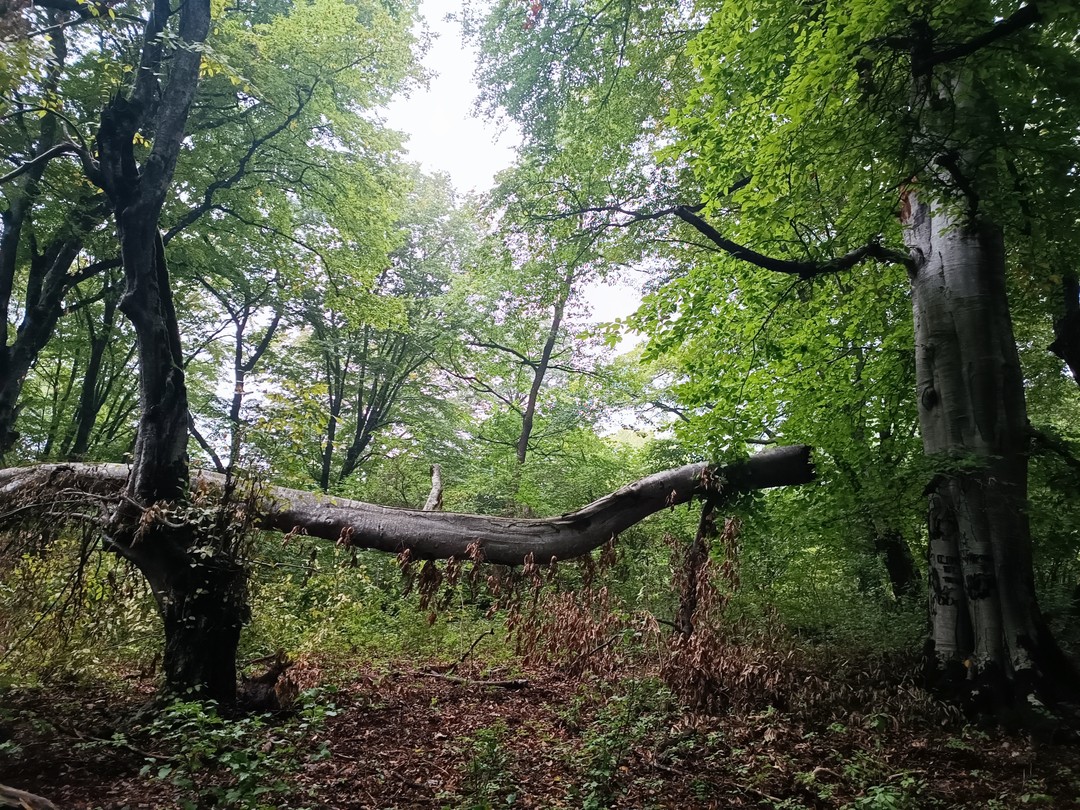 Путешествие на поляну проходило через сказочный лес и было добавлено туманной погодой, добавившей особый колорит. Одно