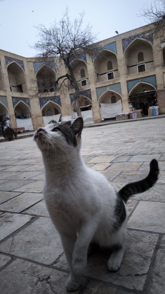 Спасибо большое за экскурсию Манзуре. Показала нам много ремесленных мастерских, рассказала про историю Бухары. Нам очень