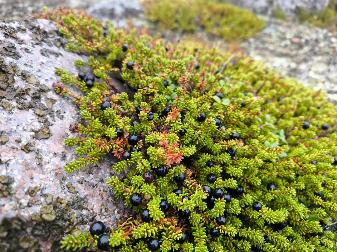 Поездка прошла с гидом Алексеем. Все очень понравилось, Алексей интересно рассказывает о природе и истории края