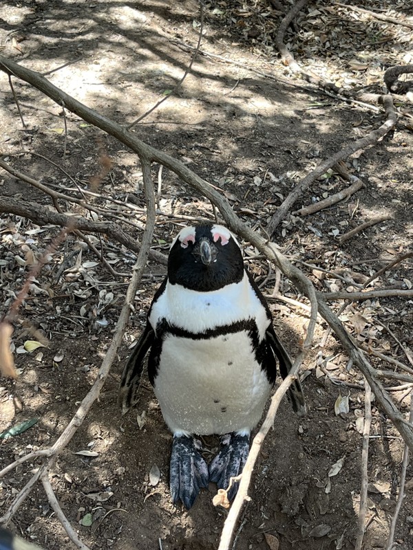 Кейптаун: в мире животных