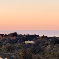 Фото отзыва 3: экскурсия "Исландия в миниатюре: полуостров Снайфедльснес"