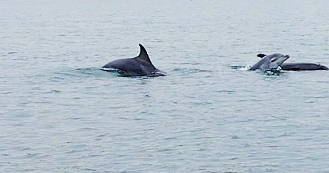 Это не просто морская прогулка, это действительно познавательная "мини экспедиция", где вам расскажут о различных видах