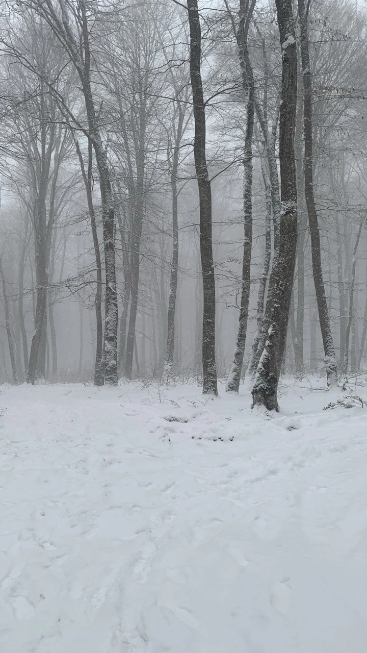 Были на экскурсии в конце Января, в лесу было много снега (что редкость для Тбилиси, было