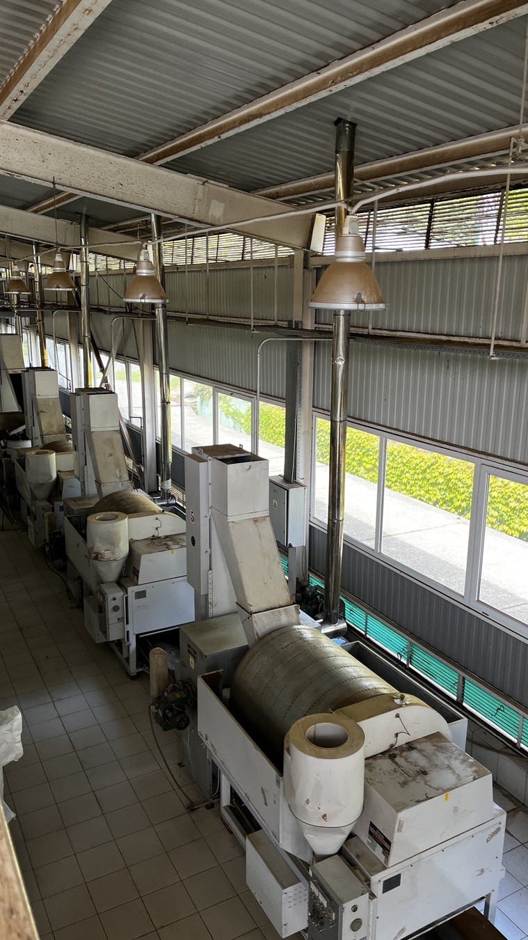 Сочи: путешествие в мир чая (7/19)