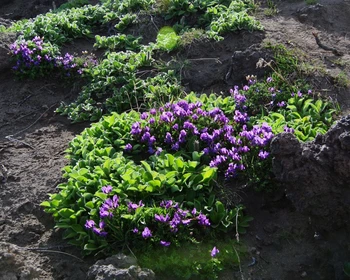 Возвращение в Елизово